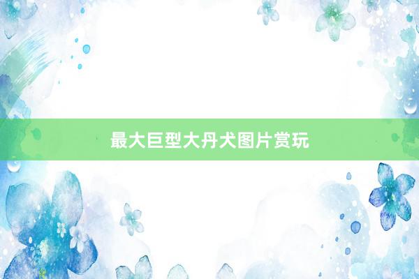 最大巨型大丹犬图片赏玩